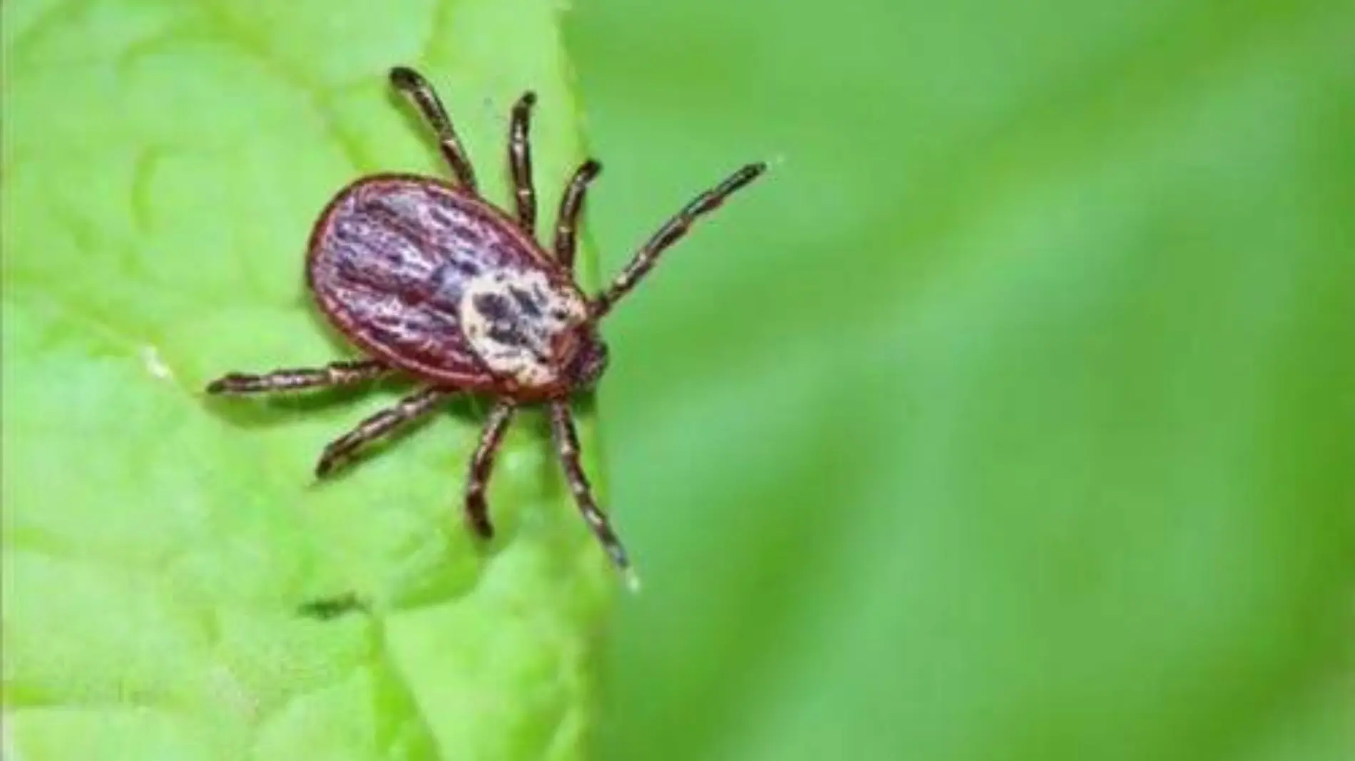 Garrapata estrella solitaria (Amblyomma americanum)